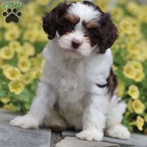 Penny, Cavapoo Puppy